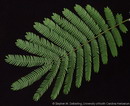 persian  silk tree